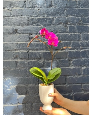 Luxe Orchid Flower Arrangement